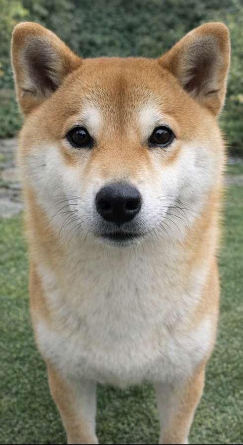 あんず