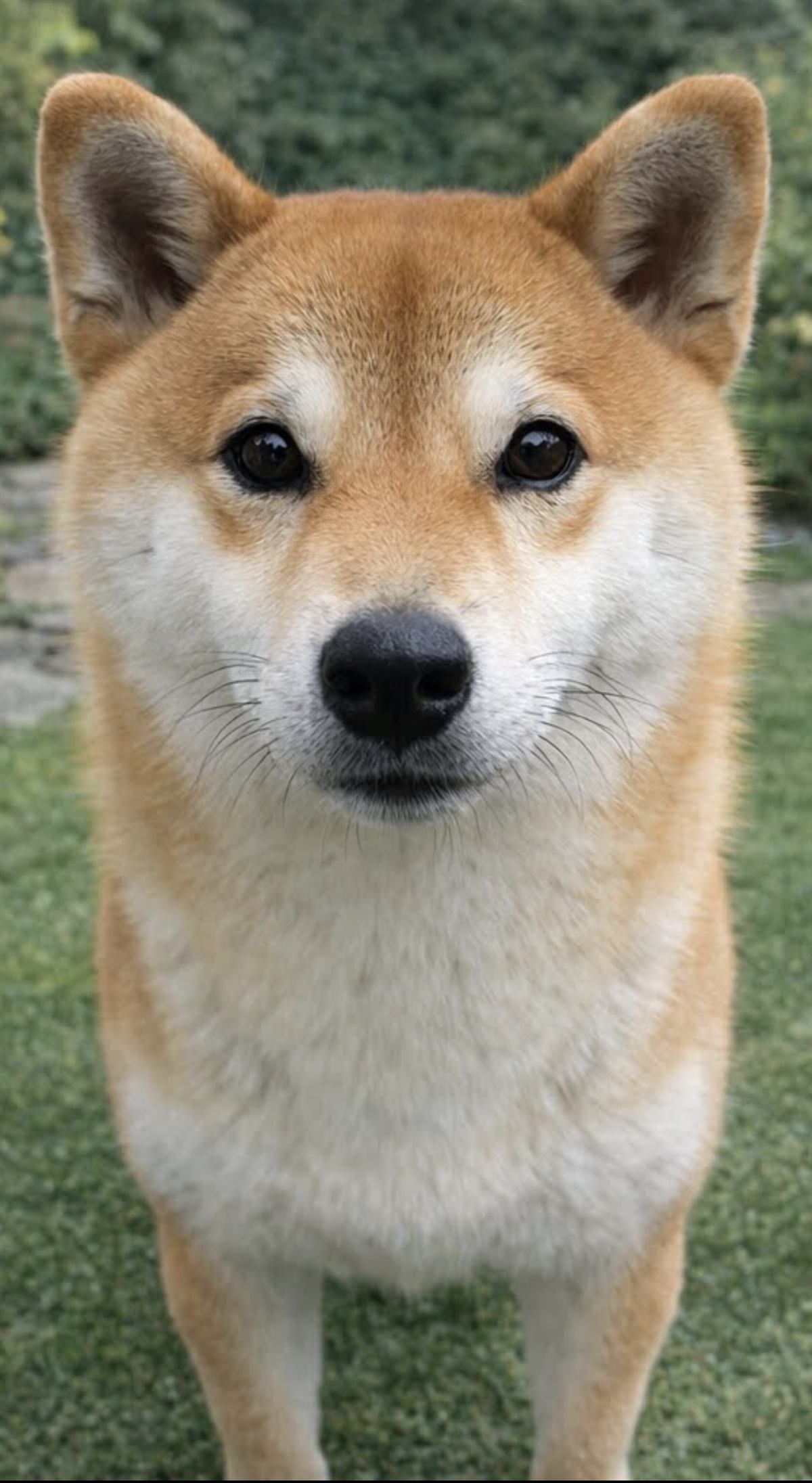 マスコット犬 あんず